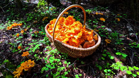 basket with collected mushrooms in the forest in latvia - close up