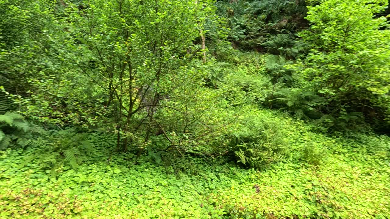 exuberante vegetación al lado de un tranquilo camino del canal