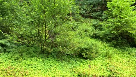 lush greenery beside a tranquil canal path