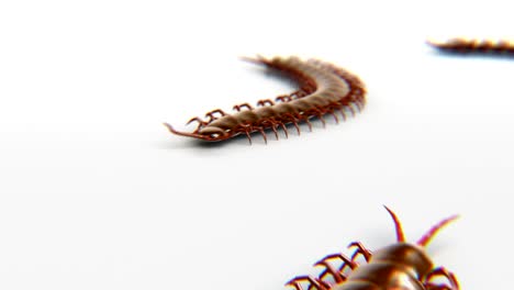 centipedes on white surface, 3d animation with depth of field, looping