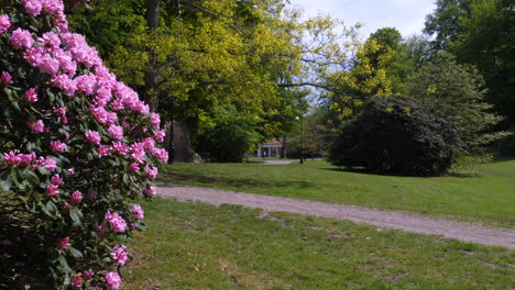 árbol rosado en un parque verde