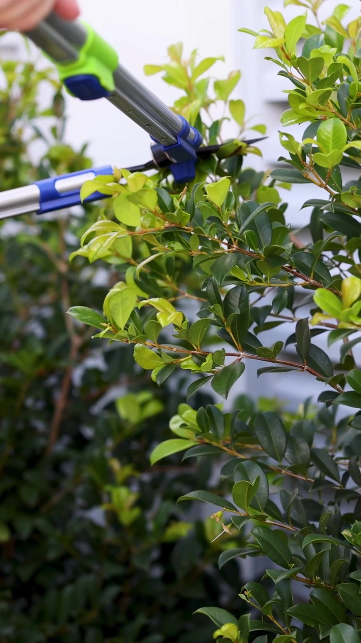 A person uses garden shears to prune bushes in a bright outdoor setting, focusing on precise trimming