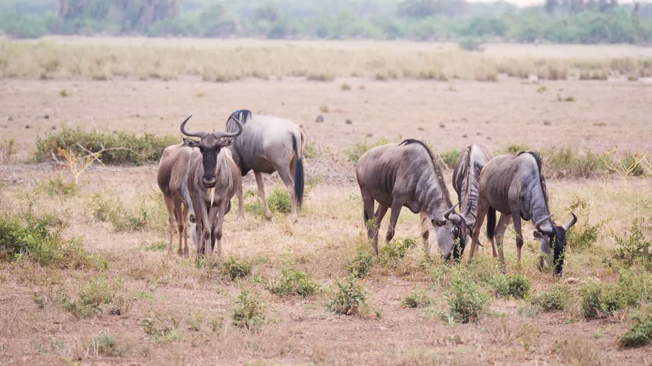 A herd of Wildebeest grazing on a open masai plain on green grass in UHD