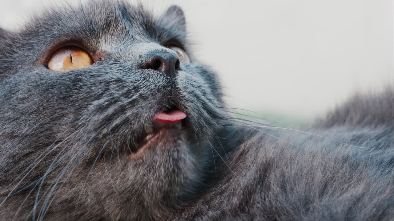 Close up of the intense orange eyes of a grey British Shorthair cat