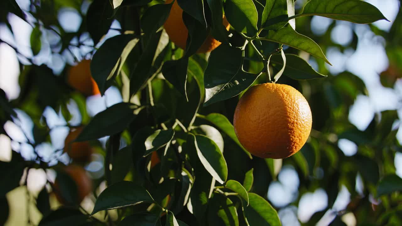 Close-up video of ripe oranges hanging on a tree, captured from a low angle, highlighting vibrant