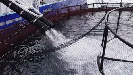 Close-up-aerial-shot-of-fish-being-placed-into-a-fish-pen-on-the-Hebrides