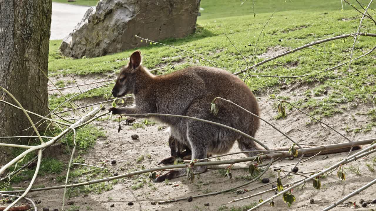 madre canguro con su bebé canguro en su bolsa, comiendo corteza de un palo