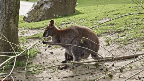 Madre-Canguro-Con-Su-Bebé-Canguro-En-Su-Bolsa,-Comiendo-Corteza-De-Un-Palo