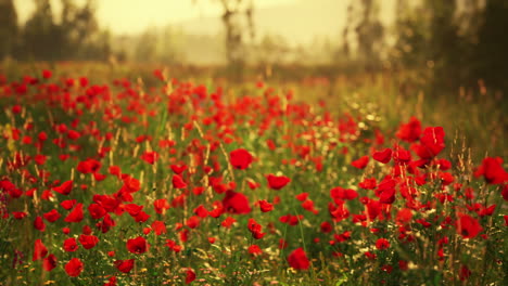 hermoso campo de amapolas rojas