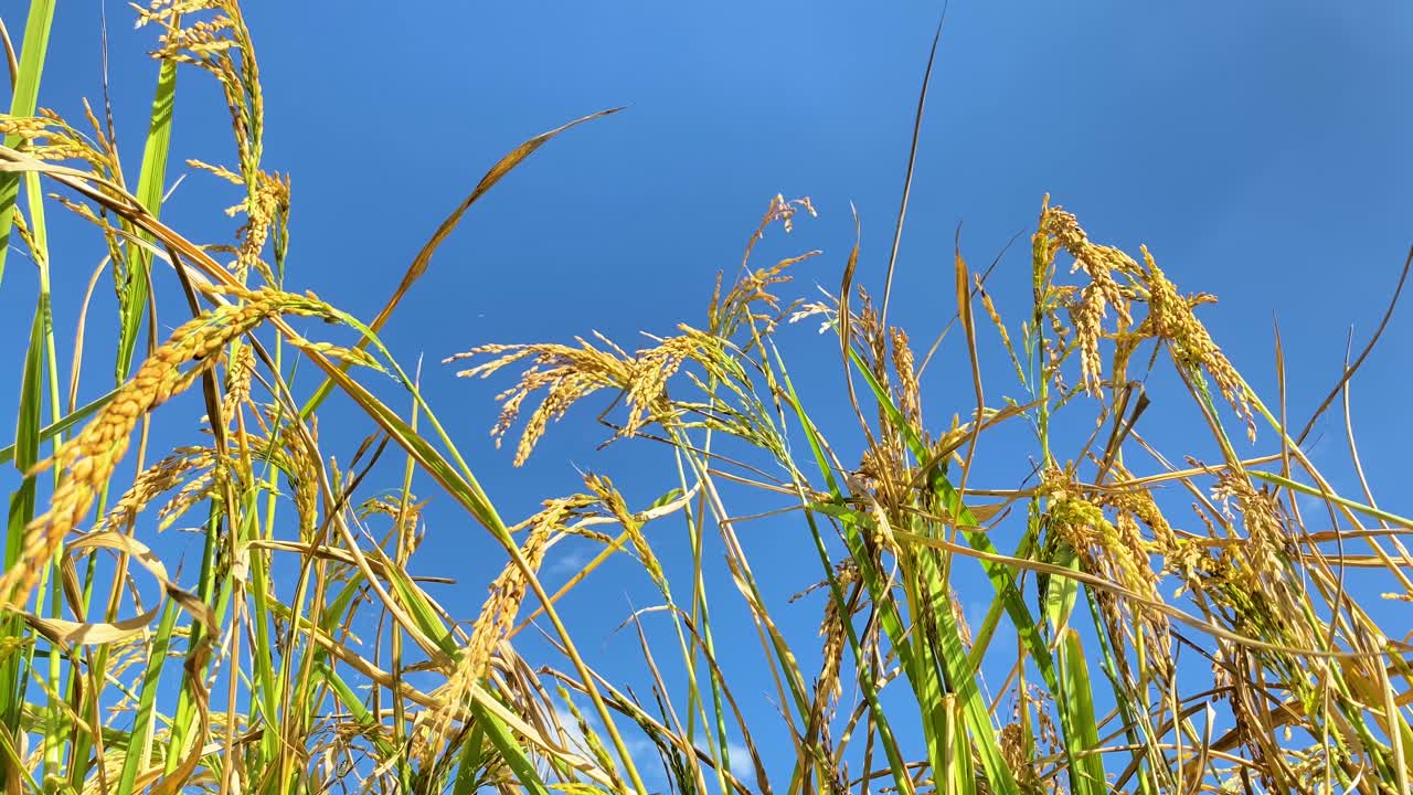 화창한 날 부드러운 바람에 흔들리는 황금빛 논밭의 클로즈업 샷