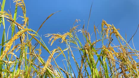 close-up shot of a golden paddy field swaying in the gentle breeze on a sunny day