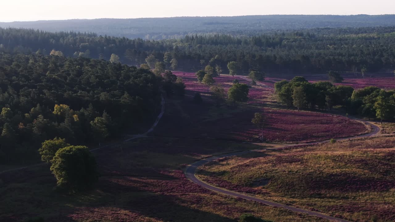 Landscape with heather, forest, and winding road