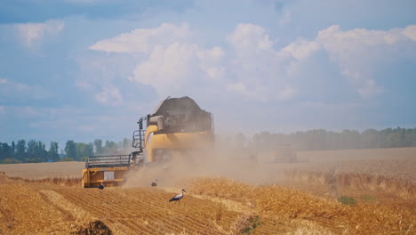 Backside view of modern combine harvesting crop. Storks searching for food after the harvester machine on the wheat field. Dust on the field at agricultural works.