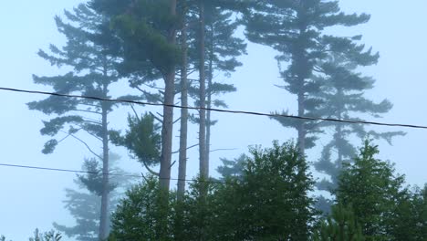 Gruselige,-Kahle-Bäume-In-Einem-Einsamen-Wald,-Der-Von-Dichtem-Nebel-Bedeckt-Ist---Zerbrochene-Kiefern-Und-Drähte-Im-Nebel