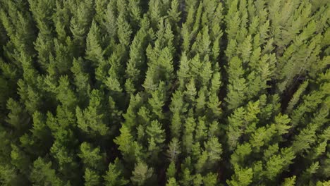 Drone-aerial-over-pine-forest-panning-up-to-reveal-clearing-deforestation