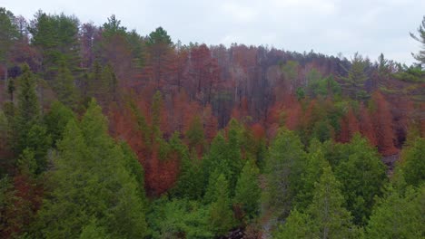 toronto, canadá, colorido bosque de otoño, vista aérea siguiendo el torrente sinuoso a través del desierto.