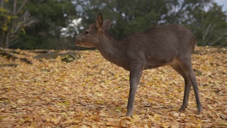 Cervatillo-De-Ciervo-Joven-En-Nara-Japón,-Escena-De-Otoño-En-Cámara-Lenta