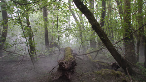 a misty day in the woods while traveling along the french countryside