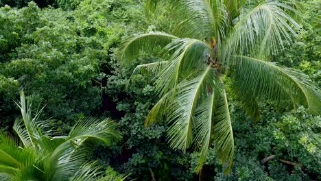 Aerial-view-of-deep-green-forest-or-jungle-at-rainy-season