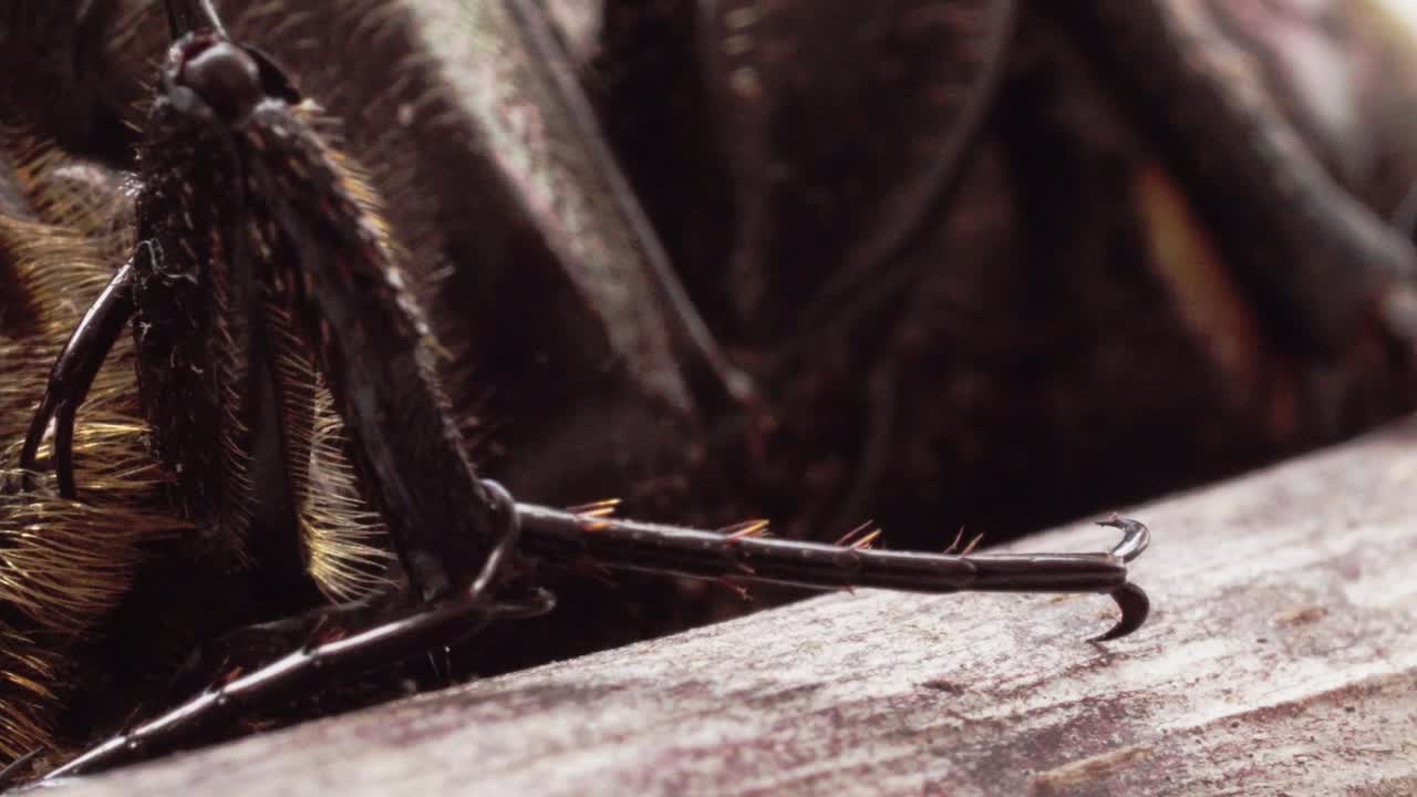 Close-up view of insect legs gripping onto wood surface with fine detail of texture and spines