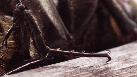 close-up view of insect legs gripping onto wood surface with fine detail of texture and spines