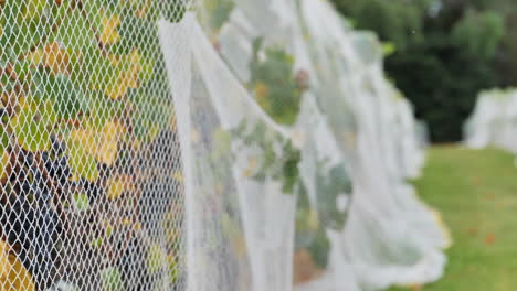 focus transition of protective netting over a vineyard at a winery