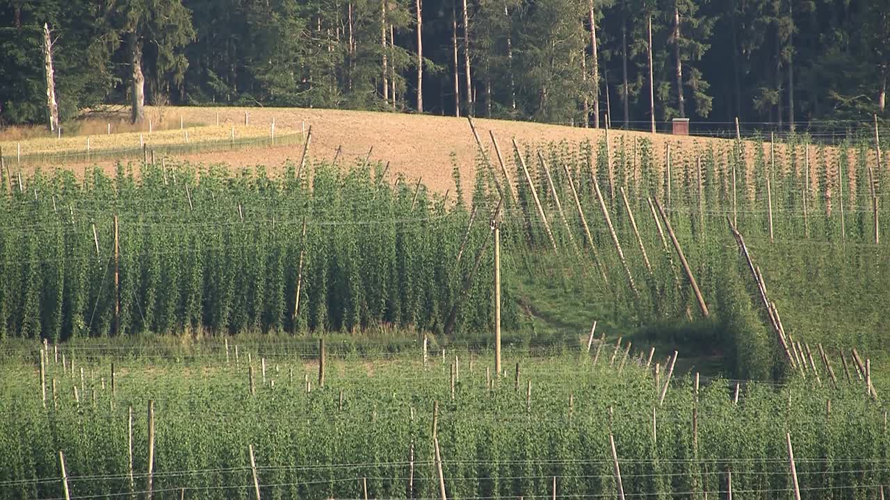 сад хмеля в окрестностях вольнцаха, бавария, германия