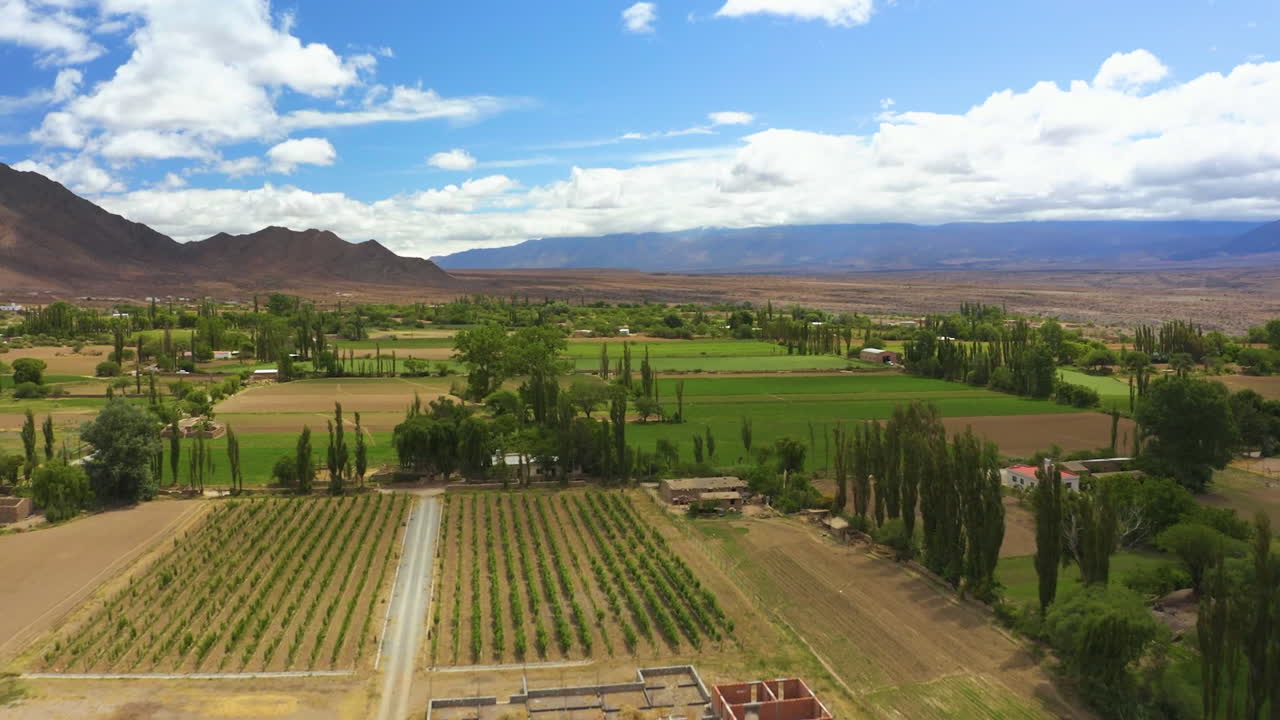 AÉREA - Toma hermosa y épica de un viñedo y casas bajo un cielo azul, avanzando