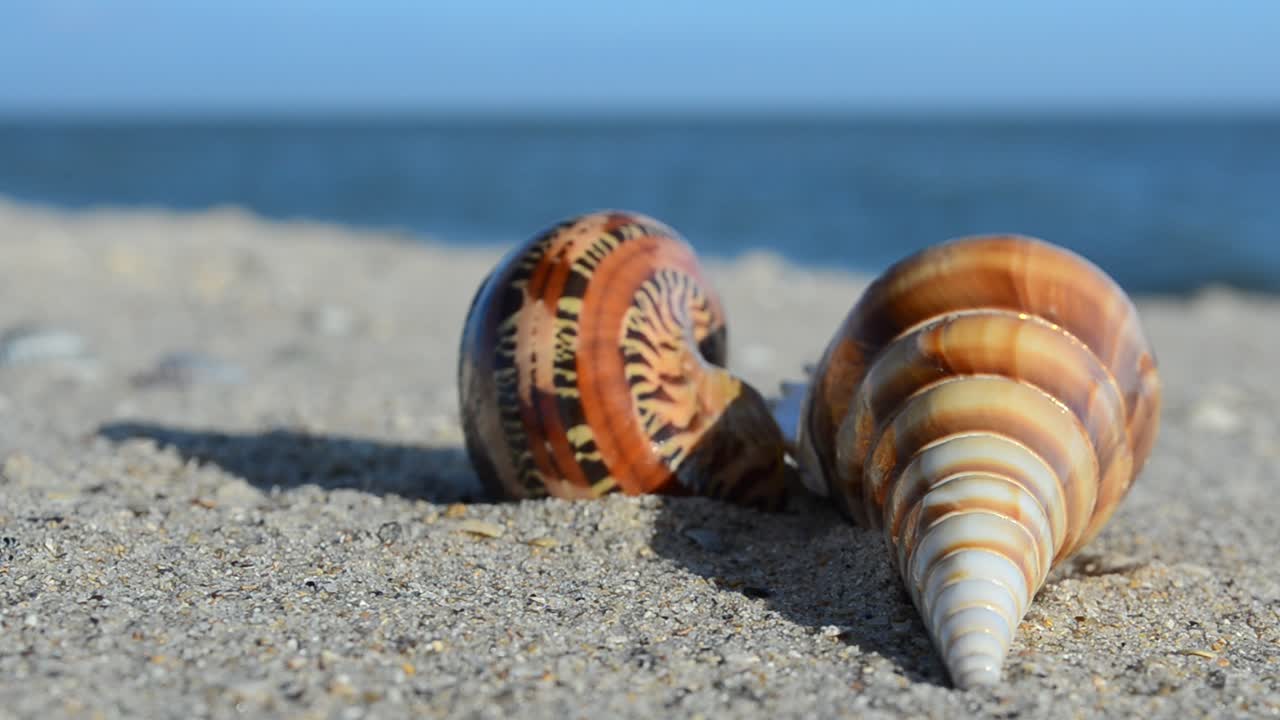 Conchas de berberecho sobre la arena con las olas de fondo. Grabación en la playa