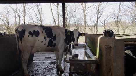 a cow on a farm in a stall