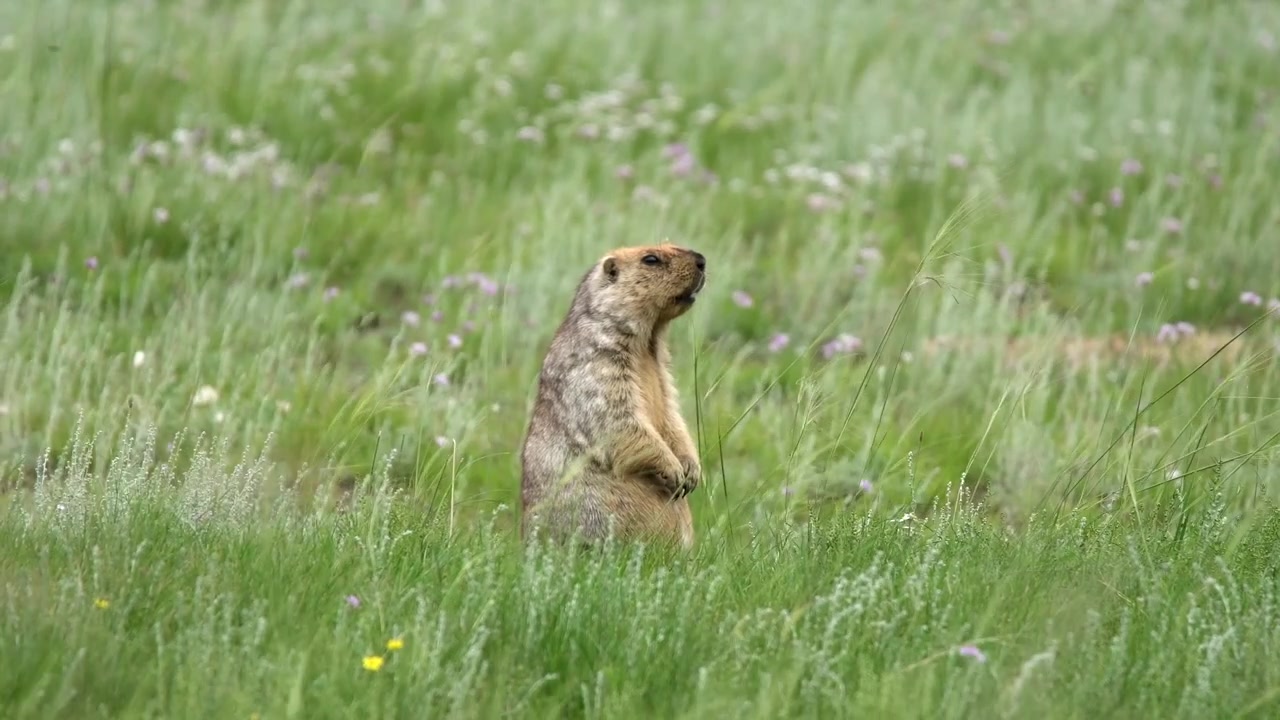 Siberian Marmot Standing Upright in a Grassy Meadow