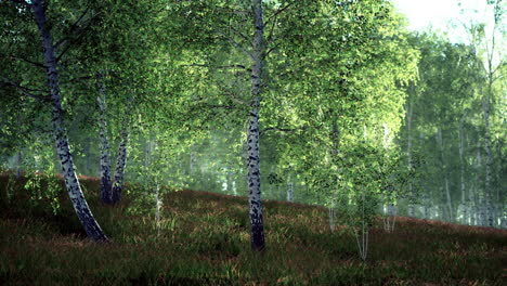 árboles de abedul en la hierba verde