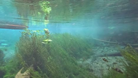 crystal clear underwater spring with aquatic plants and fish