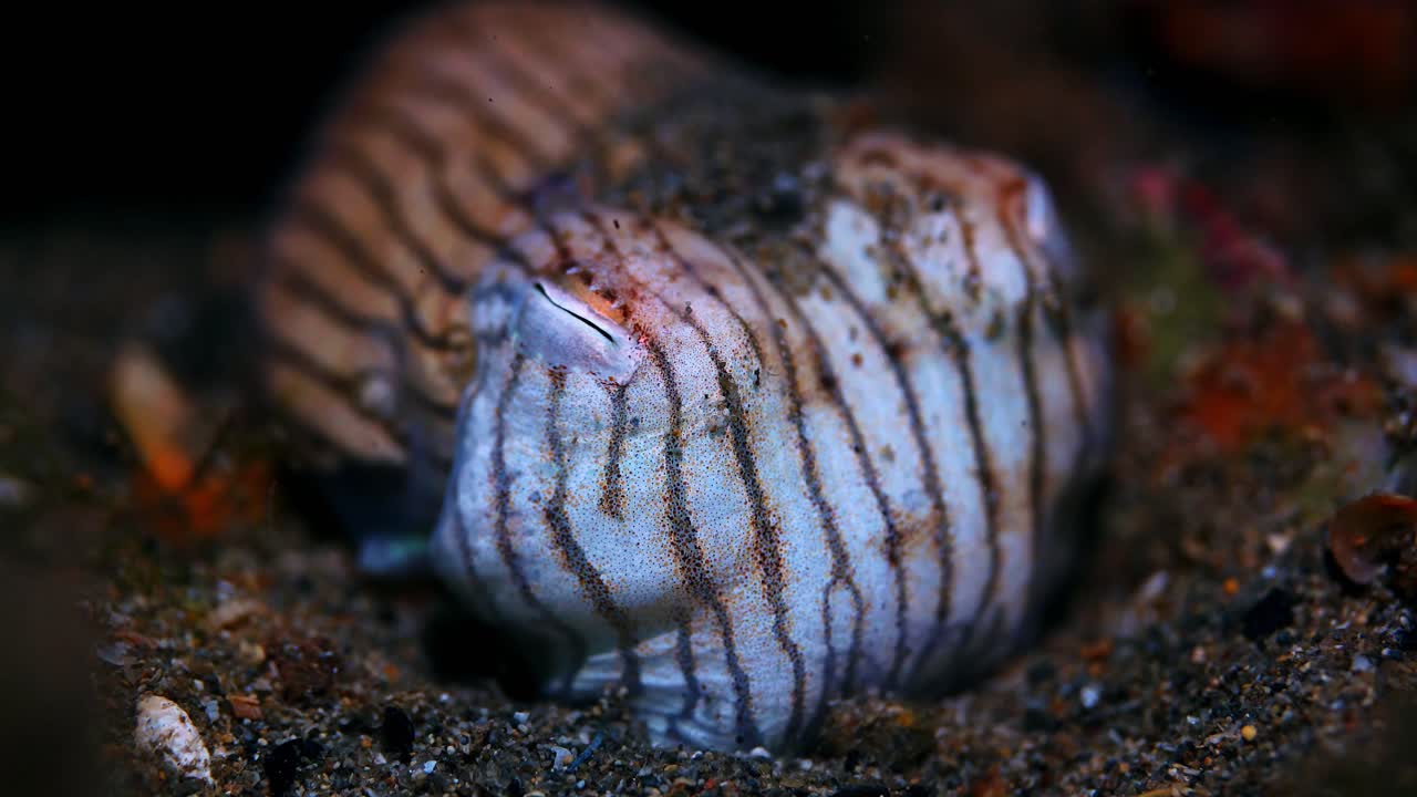 Striped Pyjama Squid Sepioloidea lineolata 4k 25fps