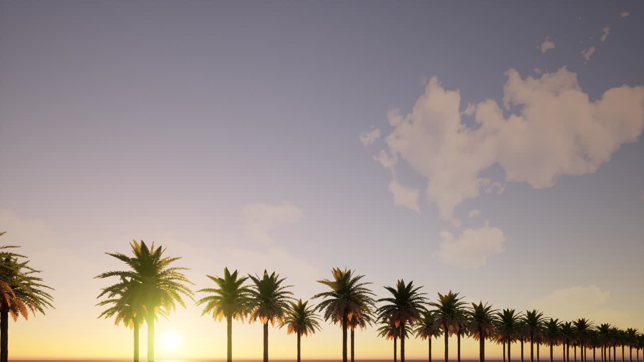 Plane flies under palm trees airplane flight Sunset sky 4k