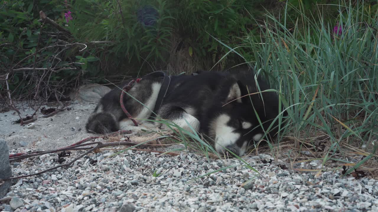 알래스카 말라무트 개 가 숲 에서 야외 에서 잠 을 자고 있다 - 근접