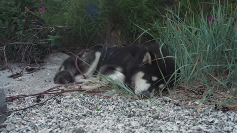 alaskan malamute dog sleeping outdoors in the forest - close up