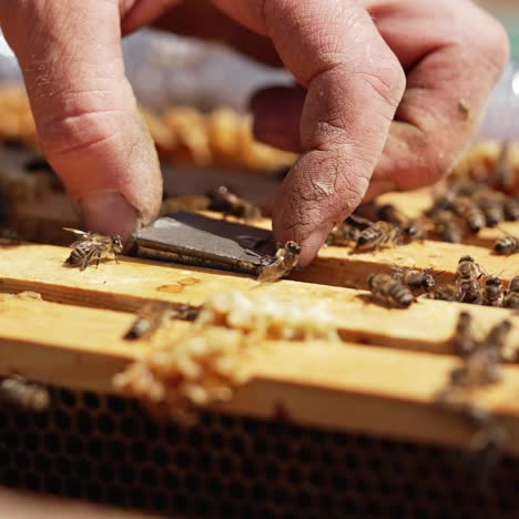 beekeeping process. beekeeper's hand putting small box with a queen bee into the hive. busy bees crawling on frames in a hive. close-up. apiculture concept