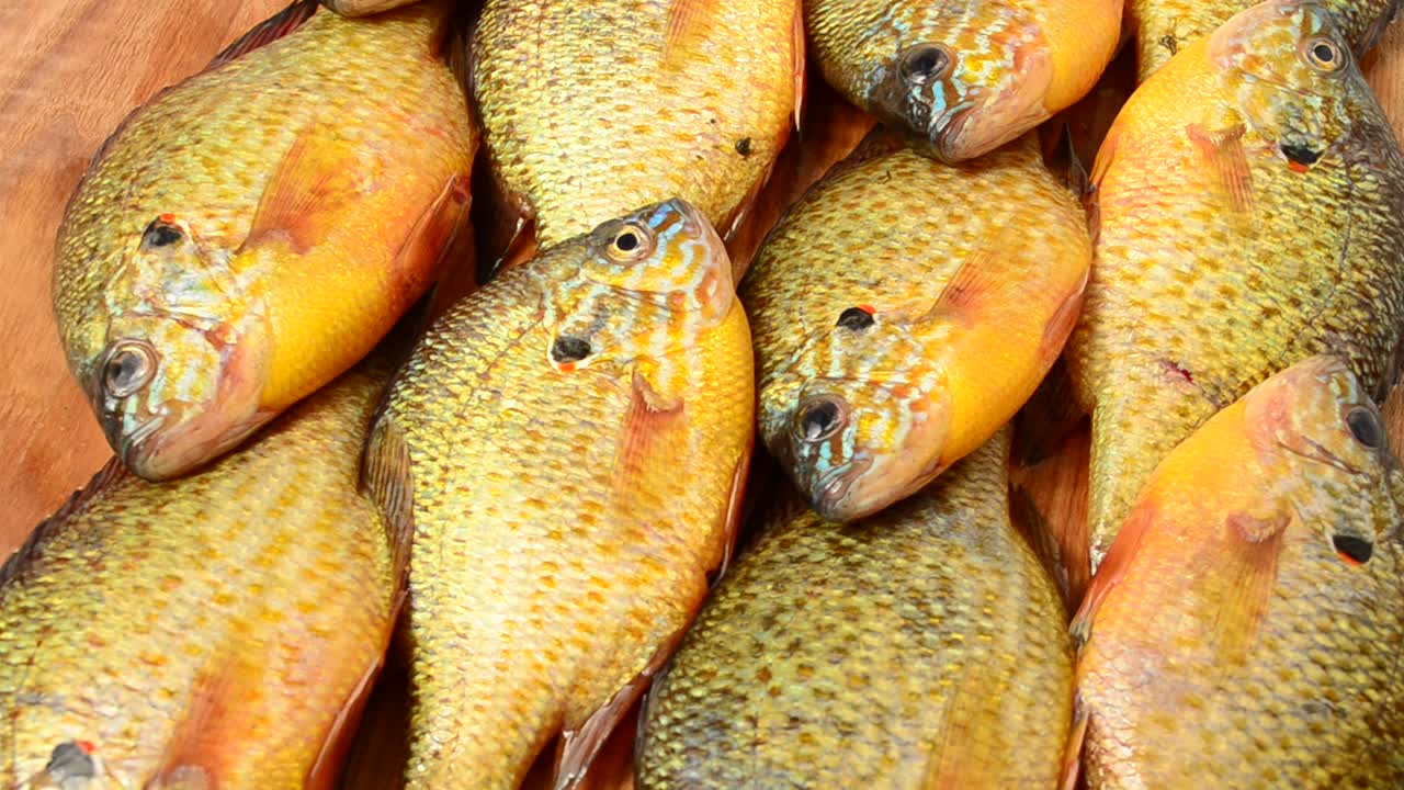 Pesce Flier. Centrarchus macropterus. Lepomis gibbosus. Ripresa in movimento