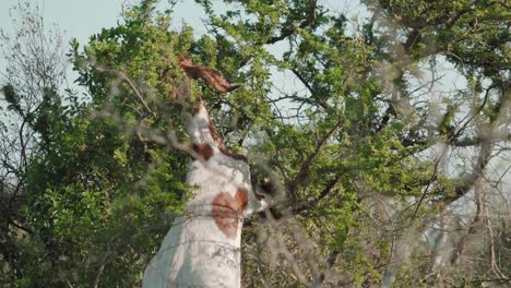 la cabra linda está subiendo al árbol del arbusto en busca de vegetación para comer