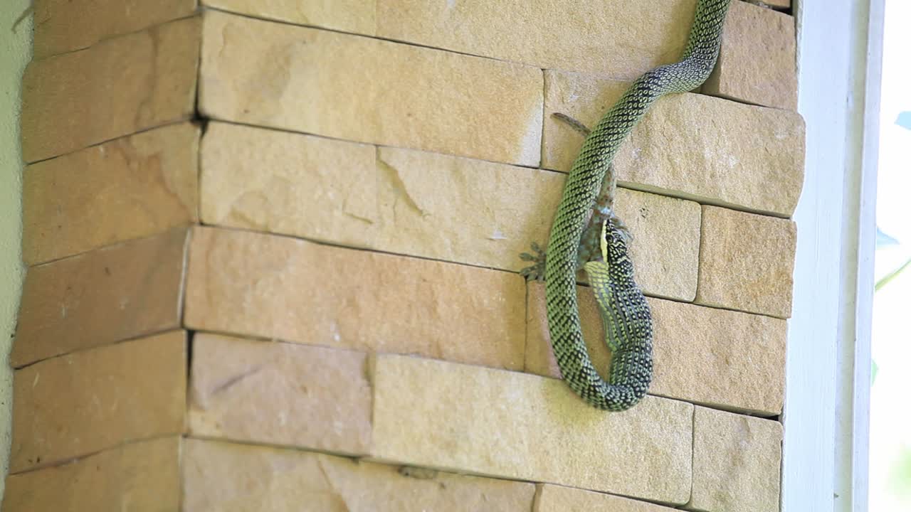 녹색 이 벽에 게코를 먹고 있다