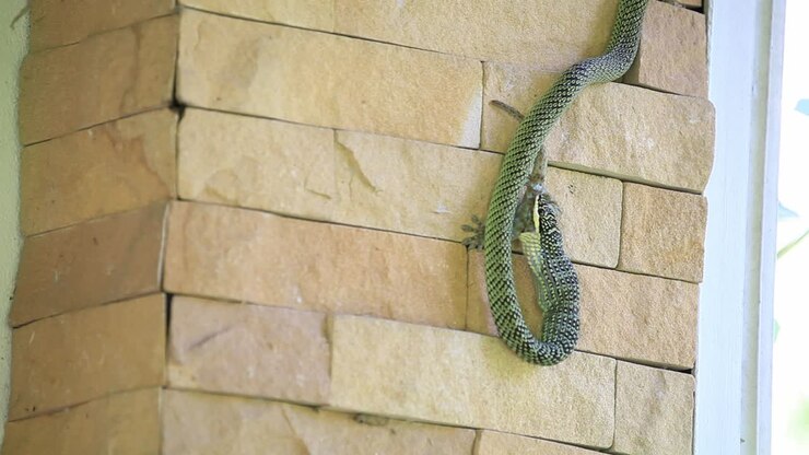 Groene slang die gekko eet op de muur