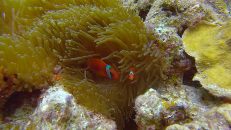 shot of adult and child tomato clownfish swimming playfully in wavy coral