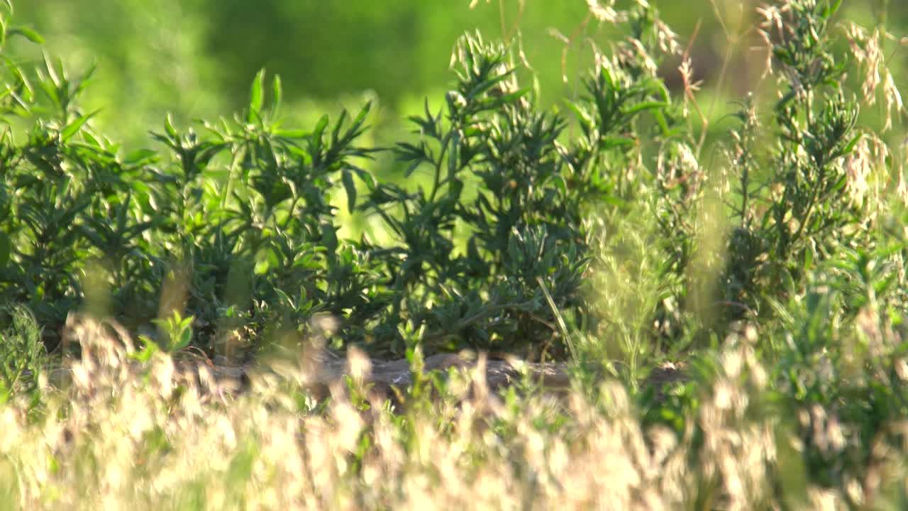 굴을 파는 부엉이 병아리는 둥지에서 주변을 관찰합니다.