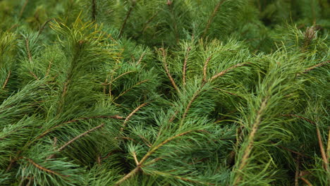 stems of the conifer are cut down next to each other, panoramic video