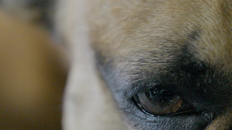 el bulldog francés somnoliento cierra lentamente el ojo, un primer plano extremo en el ojo