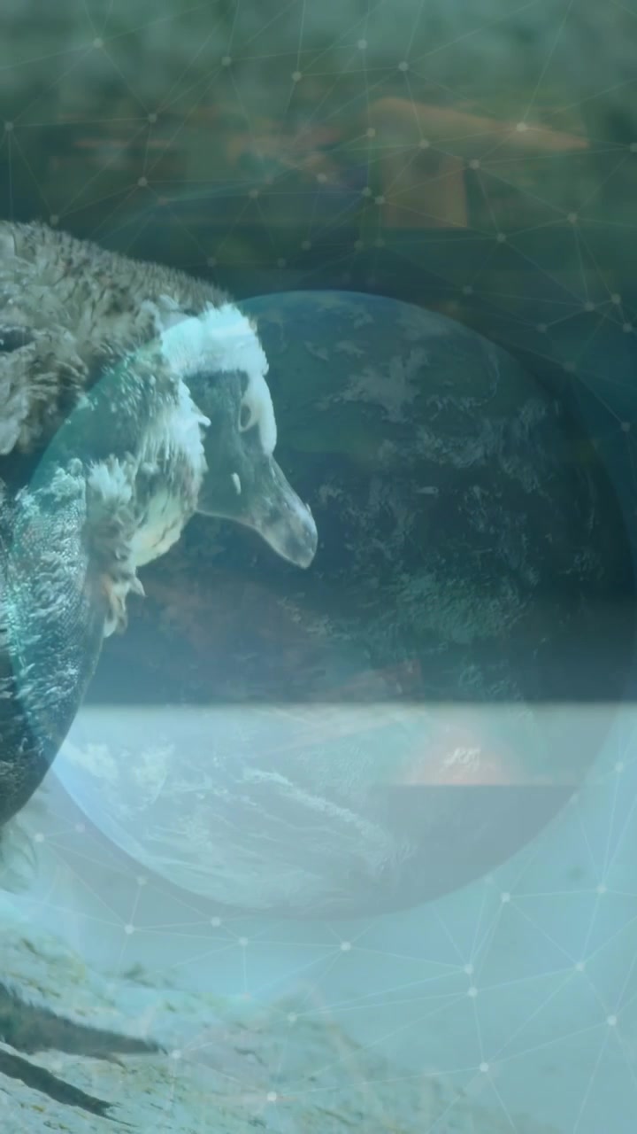Animation of globe with statistics and data processing over penguins