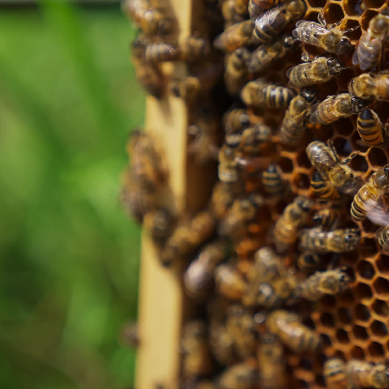 Bee swarm working on the honey frame. Bees ventilating the frame with their tiny wings. Close up with blurred background