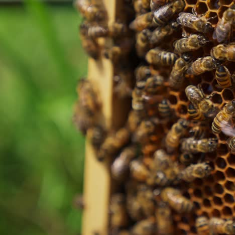 bee swarm working on the honey frame. bees ventilating the frame with their tiny wings. close up with blurred background