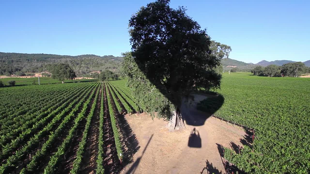 toma aérea desde un vuelo en globo aerostático sobre un viñedo de pope valley en una brillante y soleada mañana de verano en california
